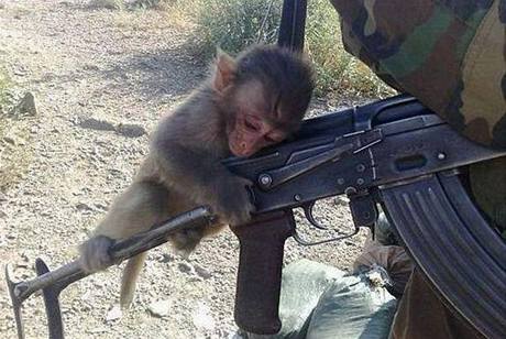 Talibanci cvií opice-zabijáky.